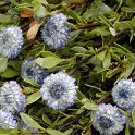 Globularia alypum 2